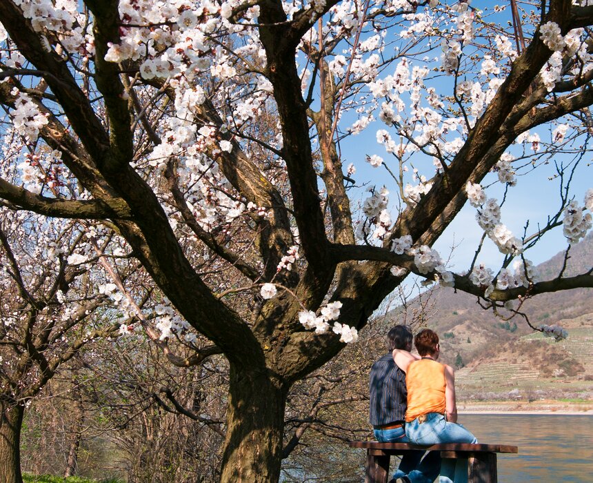 Marillenbaum blüht bei der Donau  | © Donau Niederösterreich / www.extremfotos.com