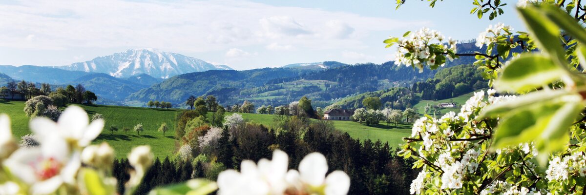 Blühender Baum mit Landschaft im Mostviertel  | © Mostviertel Tourismus / weinfranz.at