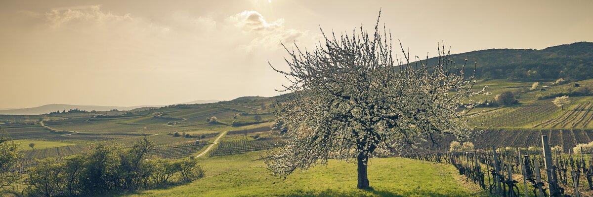 Landschaft im Frühling im Wienerwald | © Niederösterreich Werbung / Andreas Hofer
