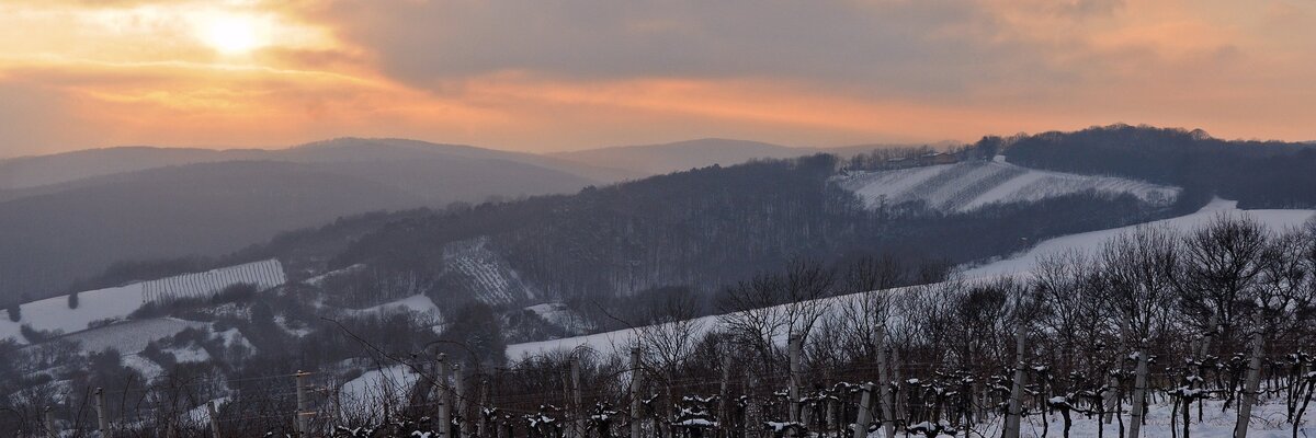Abendstimmung im Winter im Weingarten im Wienerwald | © Wienerwald Tourismus / Martina Konrad Murphy
