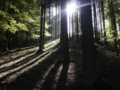 Sonnenstrahlen im Wald | © Urlaub am Bauernhof Oberösterreich / Harald Puchegger Sonne scheint in den Wald | © Urlaub am Bauernhof Oberösterreich / Harald Puchegger