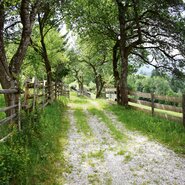 Streuobstwiesen und Zäune am Berghof Thurnergut | © Urlaub am Bauernhof Oberösterreich / Harald Puchegger