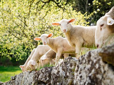 Lämmer grasen auf der Weide auf einer Steinmauer | © Urlaub am Bauernhof Oberösterreich / Daniel Gollner
