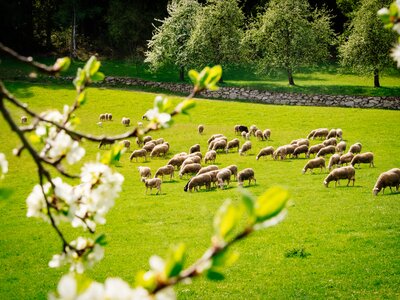 Schafe auf der Weide | © Urlaub am Bauernhof Oberösterreich / Daniel Gollner Schafherde auf der Weide | © Urlaub am Bauernhof Oberösterreich / Daniel Gollner
