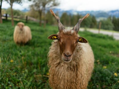Zackelschaf | © Urlaub am Bauernhof Oberösterreich / Daniel Gollner