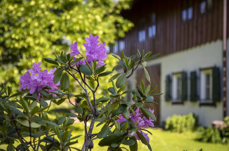 Rhododendron vor dem Ferienhof Ederbauer | © Urlaub am Bauernhof Österreich / Bernd Suppan