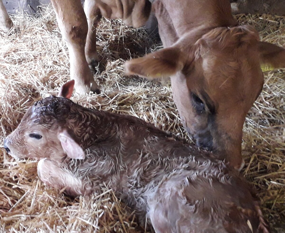 Unser Sokrates mit Mama kurz nach der Geburt