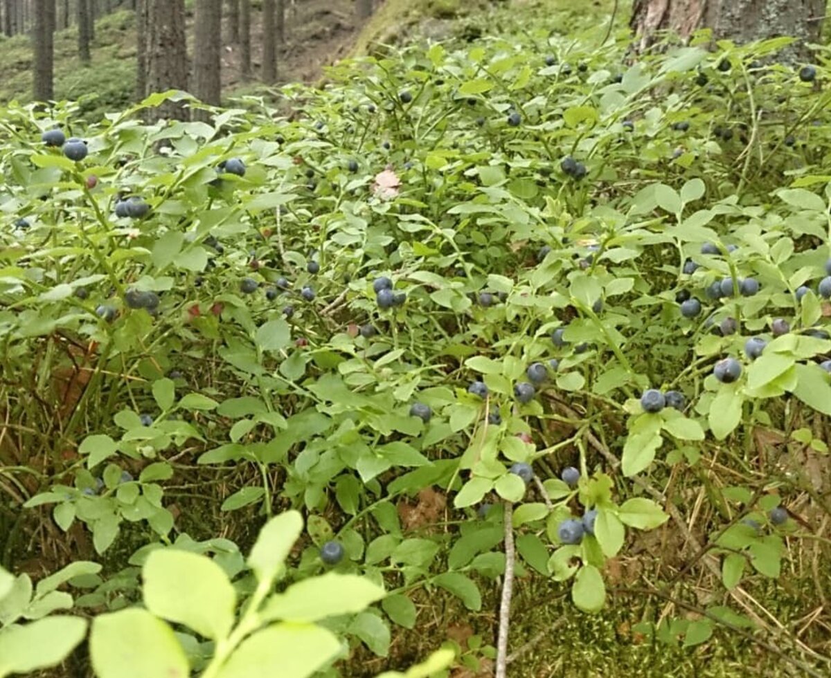 Artner Naturpension - Heidelbeeren