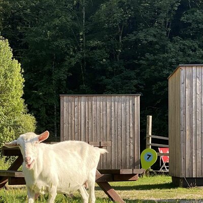Eine weiße Ziege auf dem Bauernhof, vor den Schlafboxen und Wald im Hintergrund.