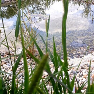 Teich