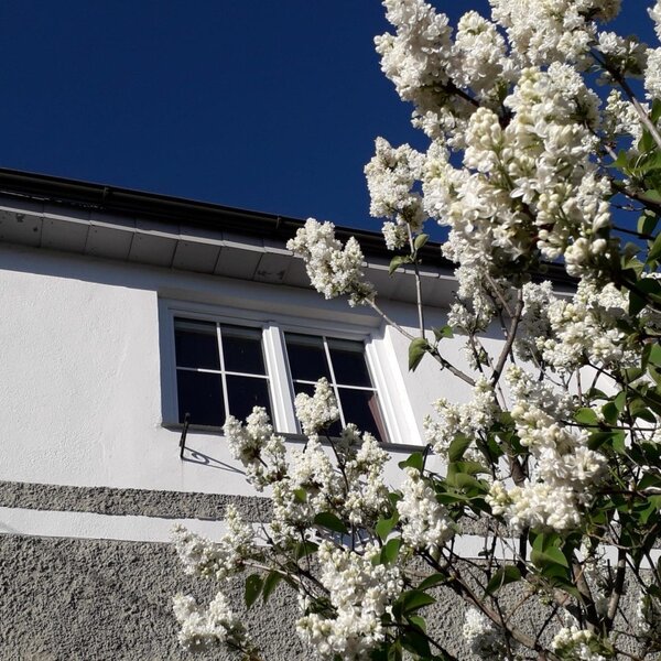 Die Fassade des Ferienhauses mit einem Fenster und einem blühenden weißen Fliederbusch.