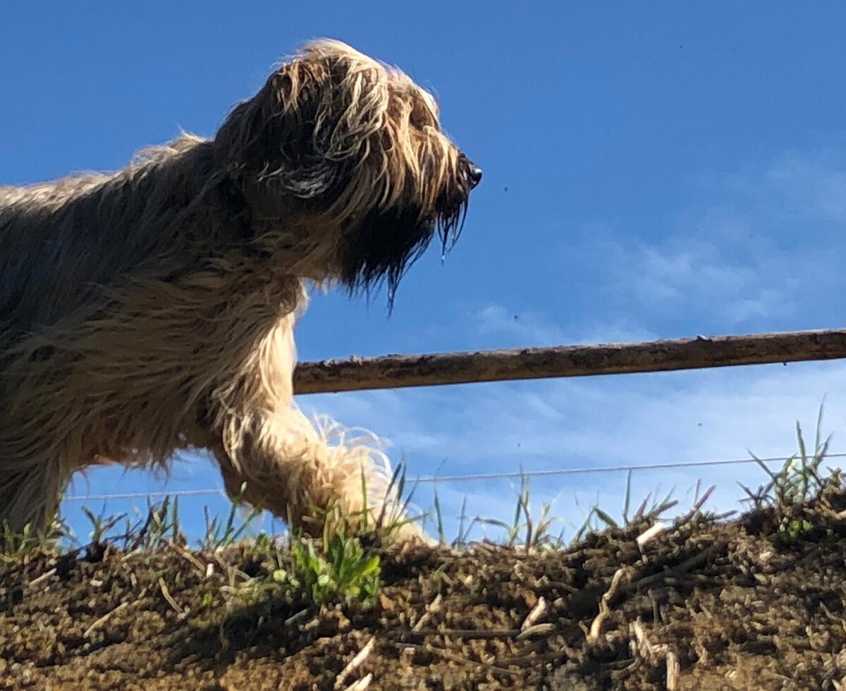 Coffee, unsere Briardhündin