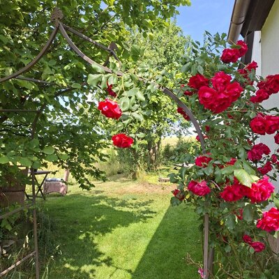 Der Garten des Ferienhauses mit einem Rosenbogen und einer grünen Rasenfläche.