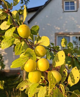 Der Kriecherlbaum im Garten des Ferienhauses