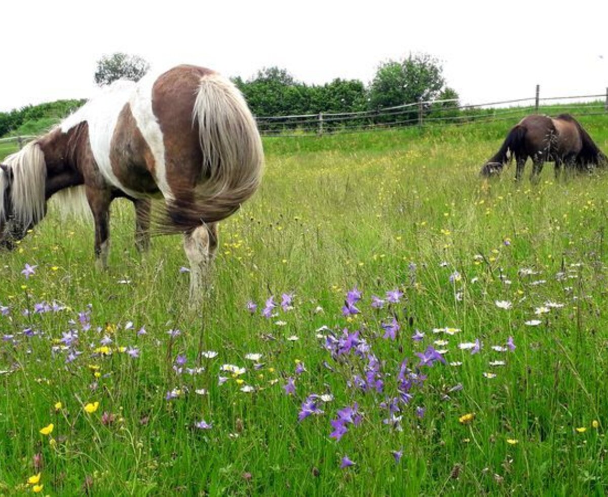 Unsere Islandpferde auf der Sommerweide