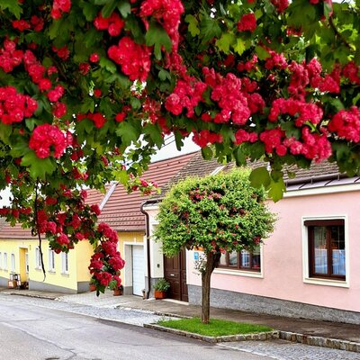 Die Dorfstraße in Karlsdorf mit farbenfrohen Häusern und einem üppig rot blühenden Baum, der die idyllische Lage des Ferienhauses untermalt.