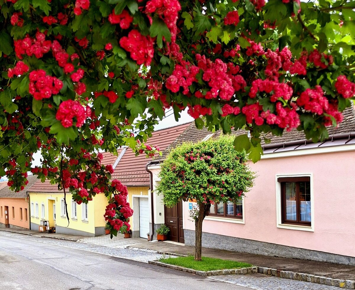 Die Dorfstraße in Karlsdorf mit farbenfrohen Häusern und einem üppig rot blühenden Baum, der die idyllische Lage des Ferienhauses untermalt.