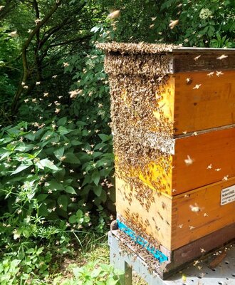 Bienenstock im Garten