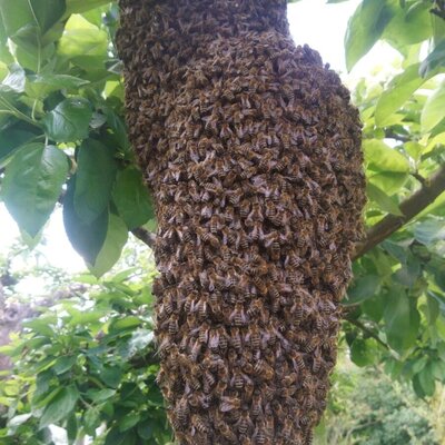 Bienenschwarm