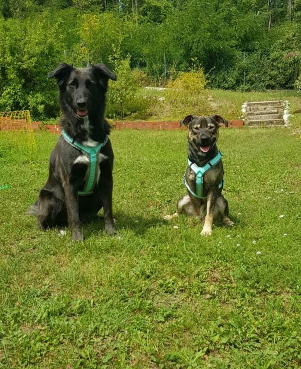 Sina und Cody- unsere Hunde (im oberen Gartenbereich)