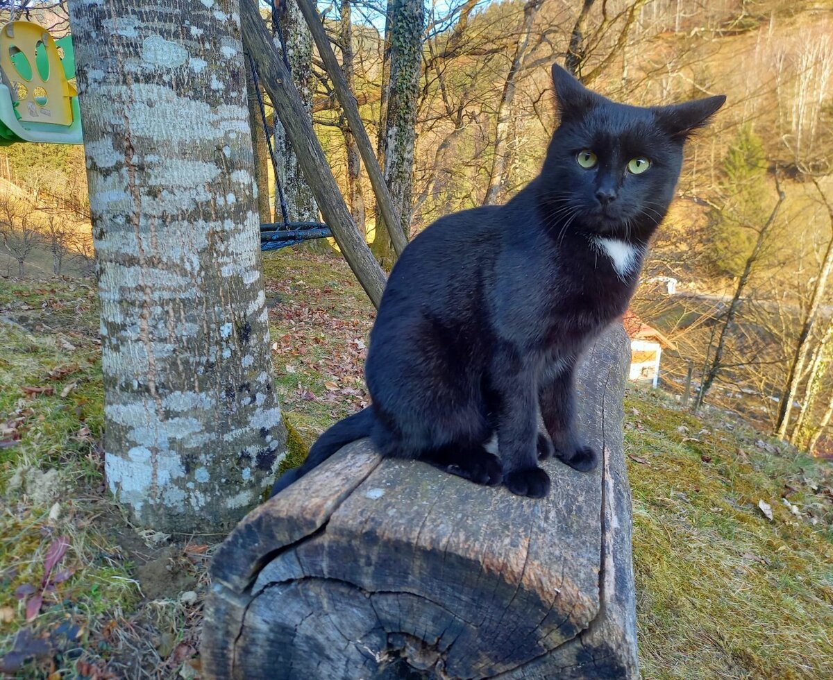 Unsere Katze Rocky
