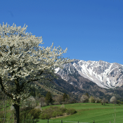 Ferienwohnung  Schneebergblick - Frühling