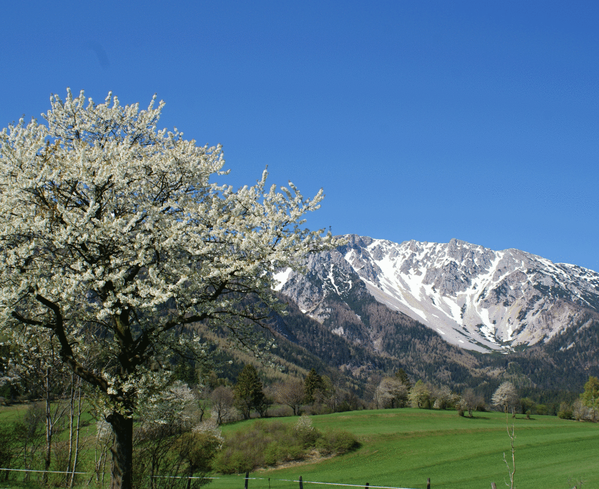 Ferienwohnung  Schneebergblick - Frühling