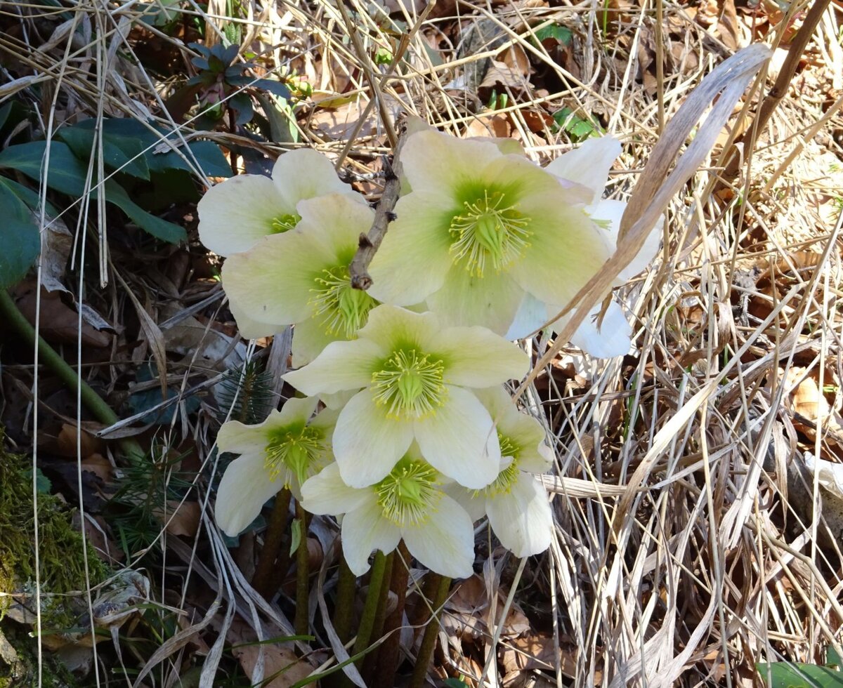 Die Schneerosen blühen schon