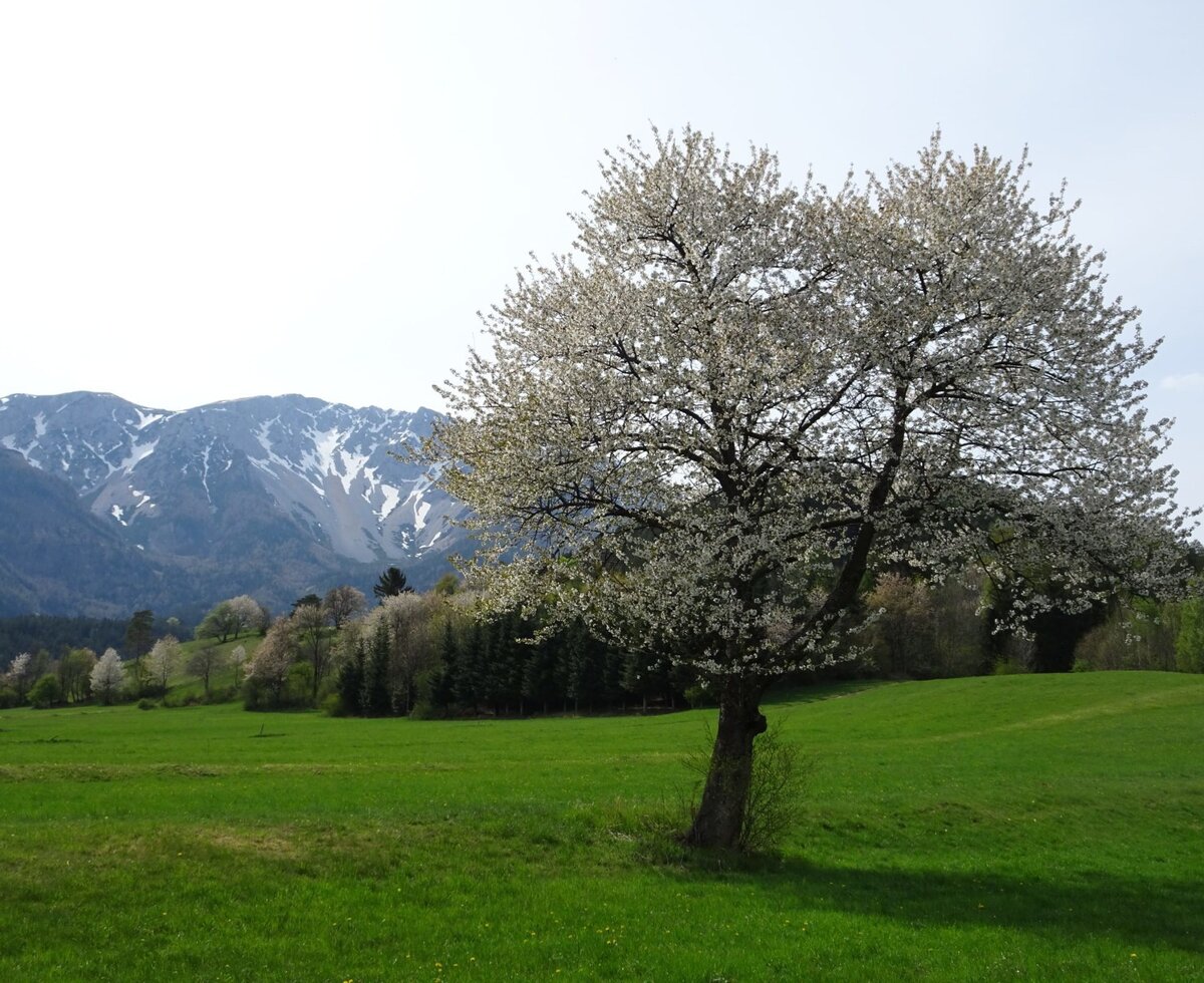Ein blühender Baum auf einer Wiese mit schneebedeckten Bergen im Hintergrund in der Umgebung des Bauernhofs.