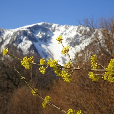 Erste Frühlingsboten