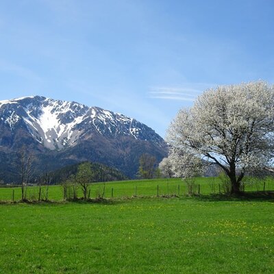 Blick auf die grüne Wiese mit einem blühenden Baum und schneebedeckten Bergen im Hintergrund.