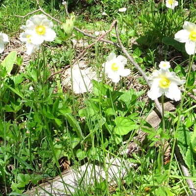 Weiße Frühlingsblumen in der natürlichen Umgebung des Bauernhofs.