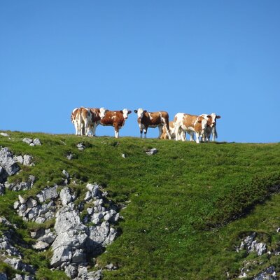 Braun-weiß gefleckte Kühe weiden auf einem grünen, felsigen Hügel unter blauem Himmel.
