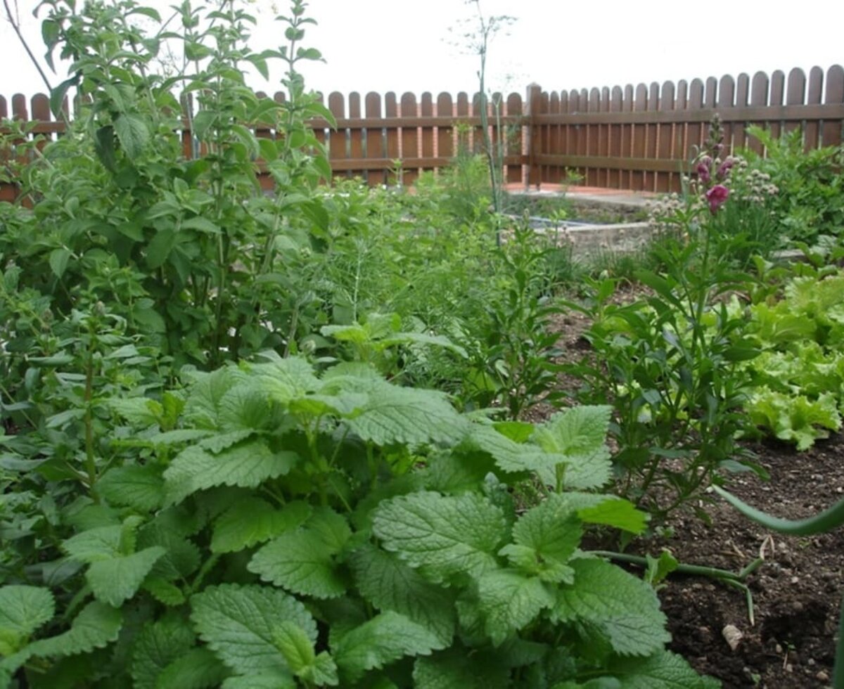 Kraeter aus dem eigenen Garten für Ihre koestlichen Gerichte