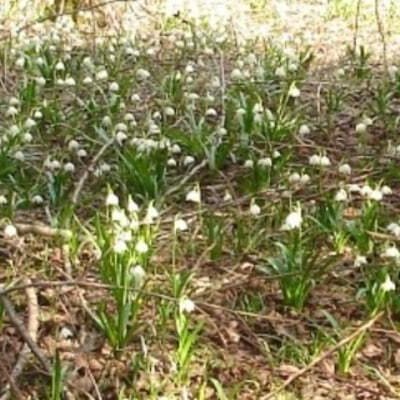 Die ersten Frühlingsboten bestaunen