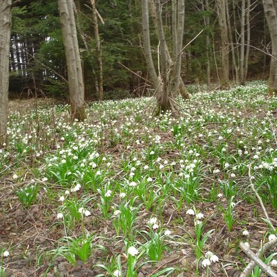 Fruehlingsknotenblumen sind die ersten Fruehlinsboten im nahen Wald