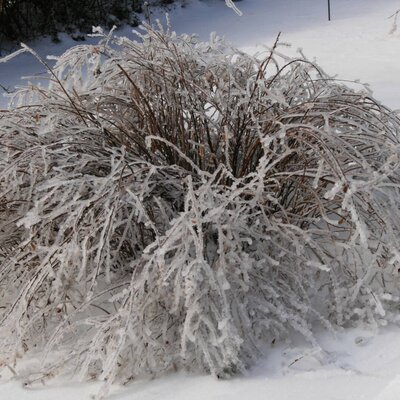 Buchner - Winterlandschaft