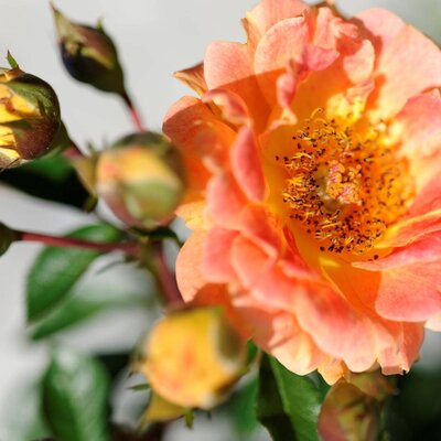 Rosenblüten
