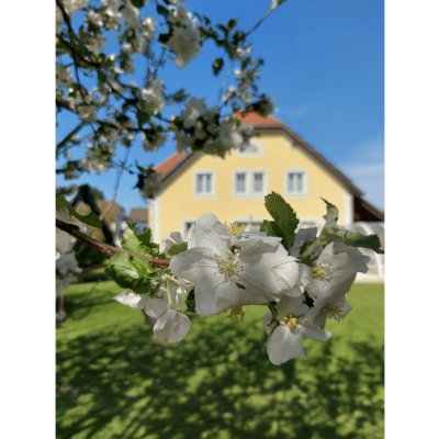 Marillenblüte im Garten
