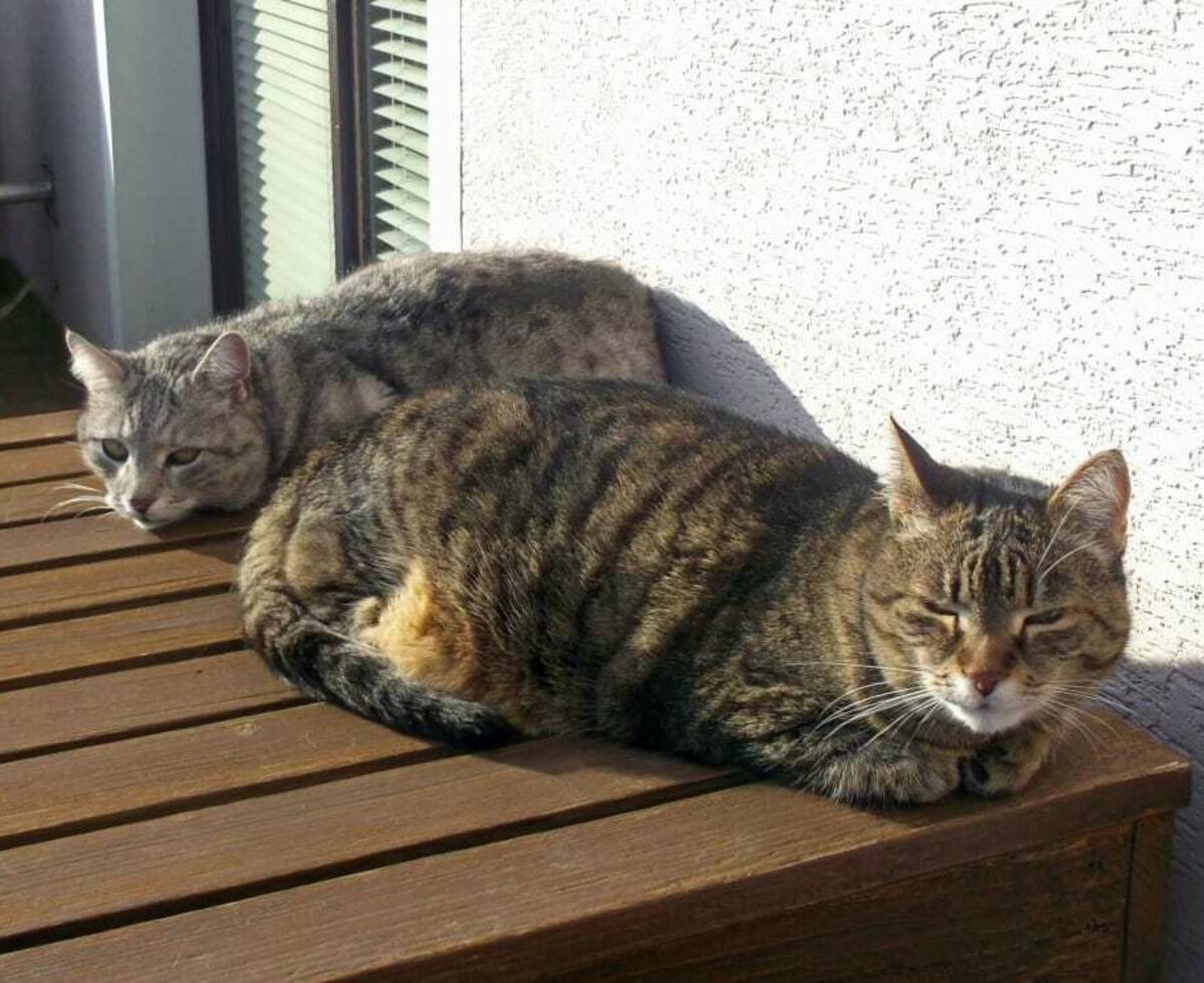 Gästehaus Schlossblick - unsere beiden Katzen