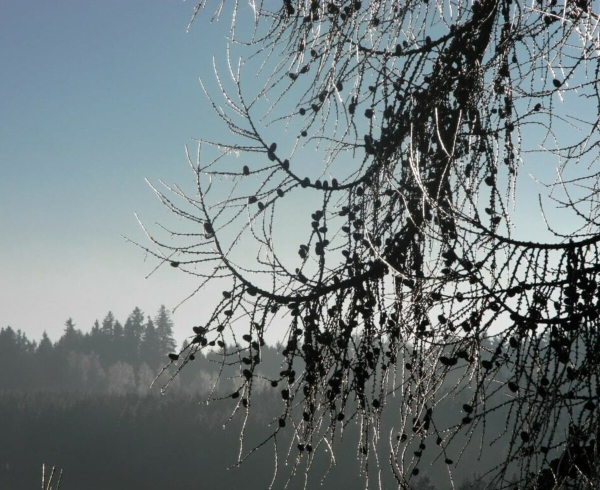 Garten im Winter