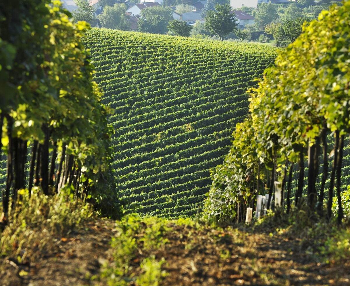 weingärten
