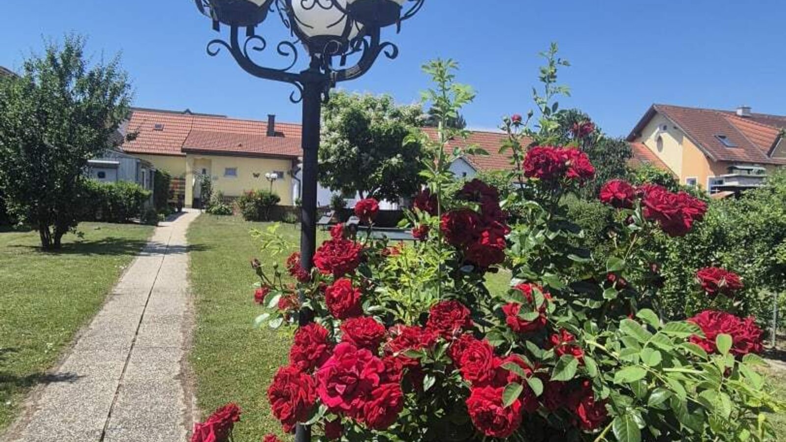 Der einladende Garten des Bauernhofs mit prächtigen roten Rosen und einem gepflasterten Gehweg.