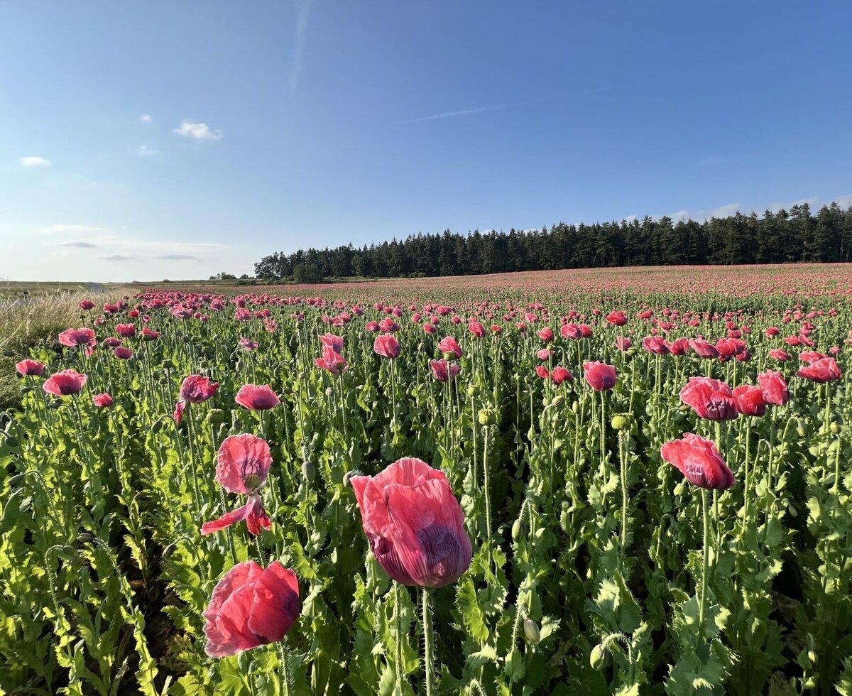 Mohnfeld nähe Rappolz