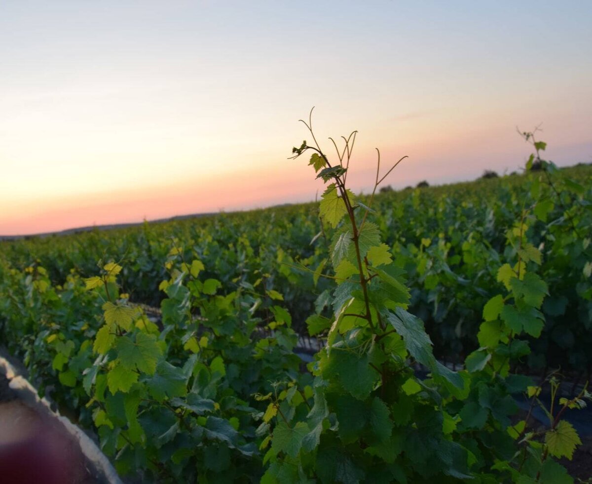 Rebenhof Schwalm - Rebschule