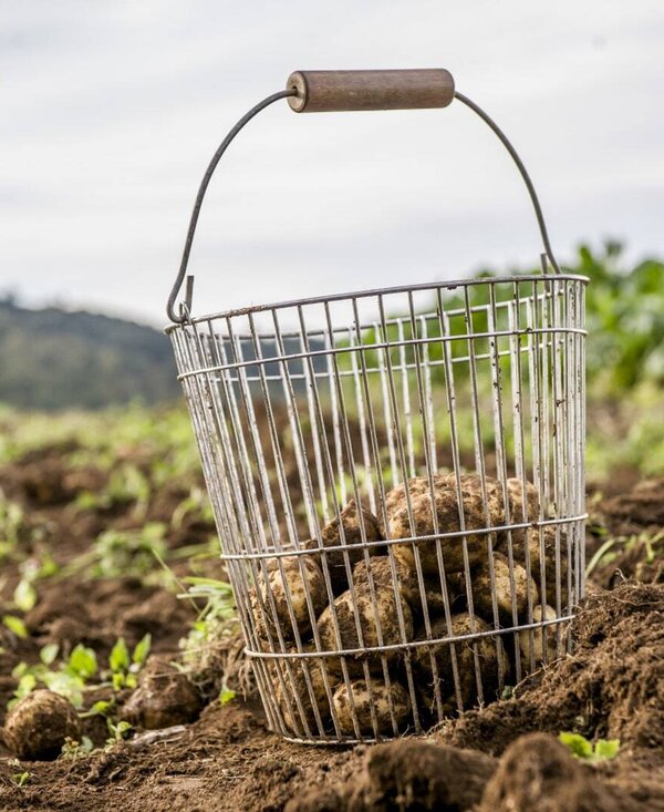 Korb mit frischen Erdäpfel