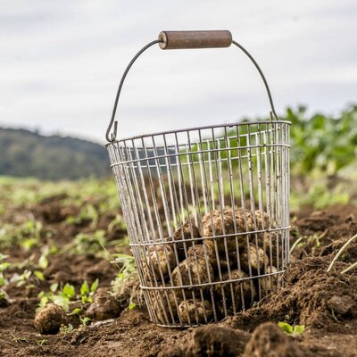 Korb mit frischen Erdäpfel