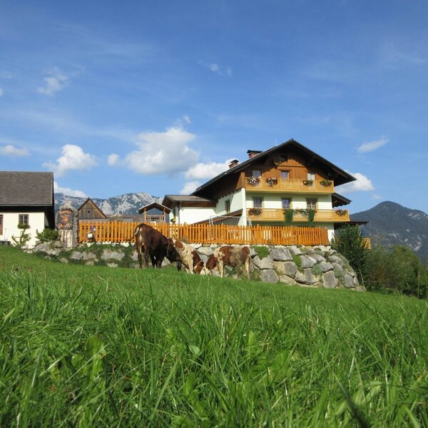 Der Bauernhof mit Balkonen und grasenden Kühen vor einer Bergkulisse.